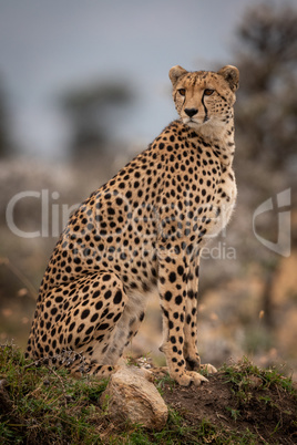 Cheetah sitting on grassy mound turning head