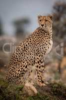 Cheetah sitting on grassy mound turning head