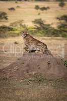 Cheetah sitting on termite mound in savannah