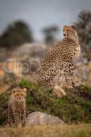 Cheetah sitting on grassy mound with cub