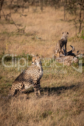 Cheetah sitting with cub standing on log