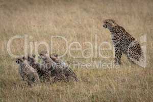 Cheetah sitting with four cubs in savannah