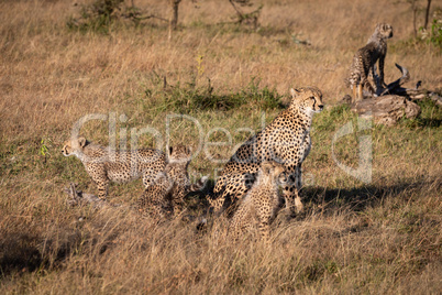 Cheetah sitting with four cubs on savannah