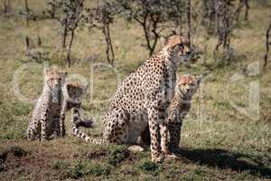 Cheetah sitting with three cubs by trees
