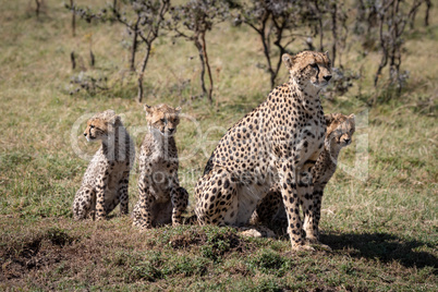 Cheetah sitting with three cubs near trees