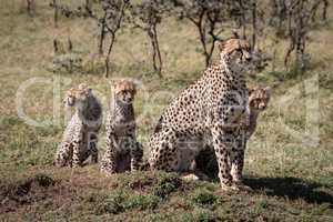 Cheetah sitting with three cubs near trees