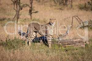 Cheetah standing by dead log eyeing camera