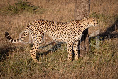 Cheetah standing by tree trunk on grass