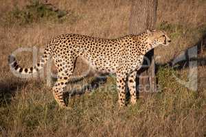 Cheetah standing by tree trunk on grass