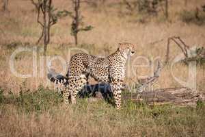 Cheetah standing in grass by dead log