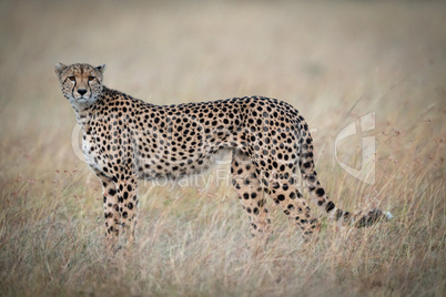 Cheetah standing in grass looking towards camera