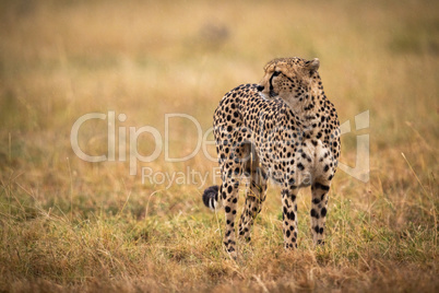 Cheetah standing in grass with head turned Cheetah standing in grass with head turned