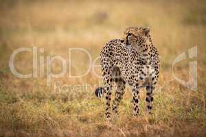 Cheetah standing in grass with head turned