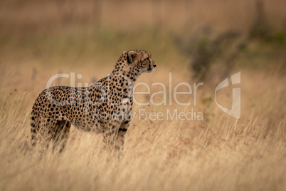 Cheetah standing in grass with head up