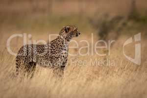 Cheetah standing in grass with head up