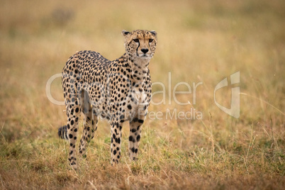 Cheetah standing in long grass facing camera