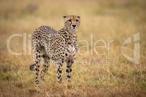 Cheetah standing in long grass facing camera