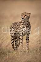 Cheetah standing in long grass facing left