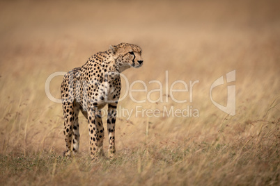 Cheetah standing in long grass facing right