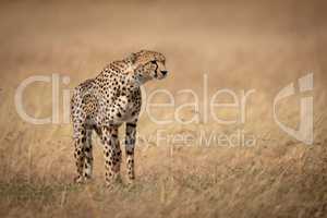 Cheetah standing in long grass facing right