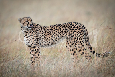 Cheetah standing in long grass licking lips