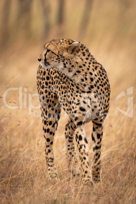 Cheetah standing in long grass looking left