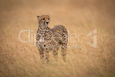 Cheetah standing in long grass raises head