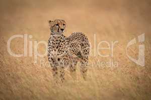 Cheetah standing in long grass raises head