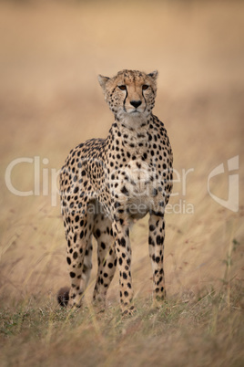 Cheetah standing in long grass staring ahead