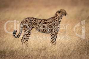 Cheetah standing in profile in long grass