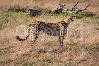 Cheetah standing in profile on grassy plain