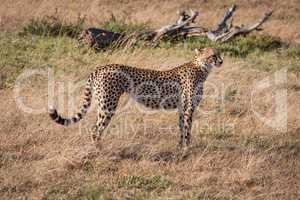 Cheetah standing in profile on grassy plain