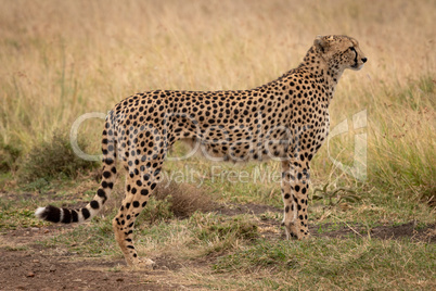 Cheetah standing in short grass in profile
