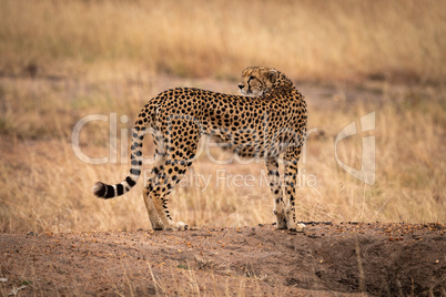 Cheetah standing on earth bank looks back