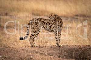 Cheetah standing on earth bank looks back