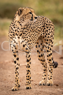 Cheetah standing on track with head raised