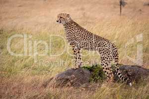 Cheetah standing on rock looking for prey