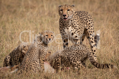Cheetah stands as cubs eat Thomson gazelle
