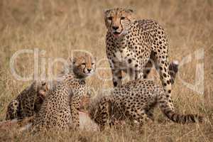 Cheetah stands as cubs eat Thomson gazelle