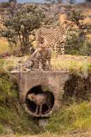 Cheetah stands as cubs play around pipe