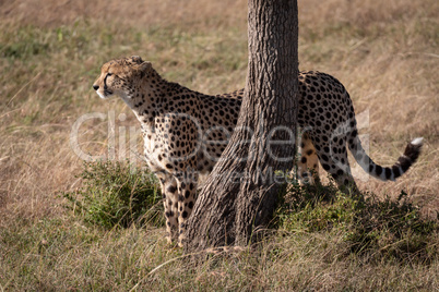 Cheetah stands behind tree trunk in grass