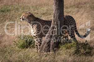 Cheetah stands behind tree trunk in grass