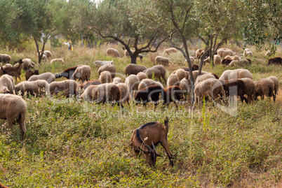 a herd of sheep and goats grazing among the olive trees on the coast of Greece