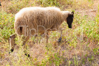 sheep grazing among olive trees on the Greek coast
