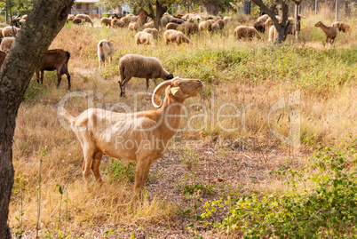 a herd of sheep and goats grazing among the olive trees on the coast of Greece