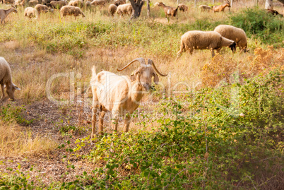 a herd of sheep and goats grazing among the olive trees on the coast of Greece