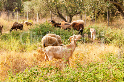 a herd of sheep and goats grazing among the olive trees on the coast of Greece