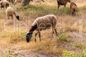 a herd of sheep and goats grazing among the olive trees on the coast of Greece