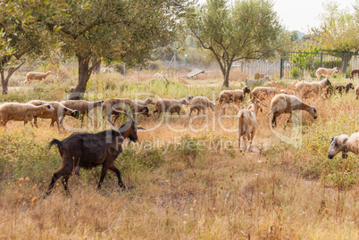 a herd of sheep and goats grazing among the olive trees on the coast of Greece