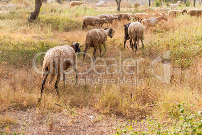 a herd of sheep and goats grazing among the olive trees on the coast of Greece